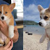 9 Reasons You Should Cuddle Your Corgi More Often