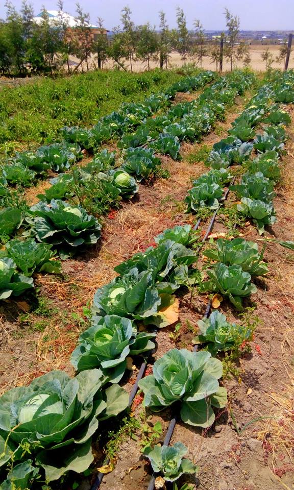 Chinaemerem Farms Ltd How To Start A Cabbage Farm