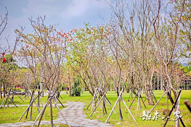 心湖櫻緣|三峽台北大學「心湖櫻花步道」-杜鵑、吉野櫻、木棉花齊綻放