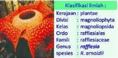 Klasifikasi Bunga Rafflesia Arnoldii - berbagaireviews.com