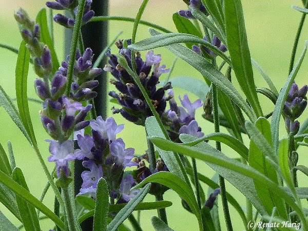 Willkommen in Renates Eckchen: Auf unserem Balkon duftet es nach LAVENDEL