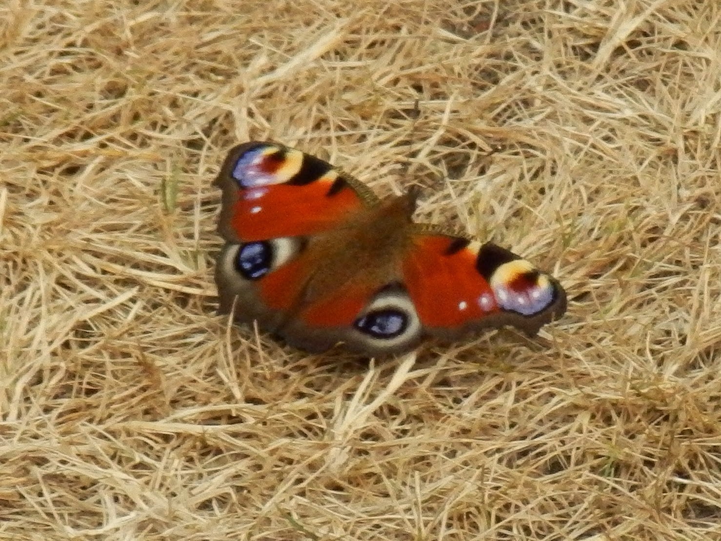 Peacock butterfly