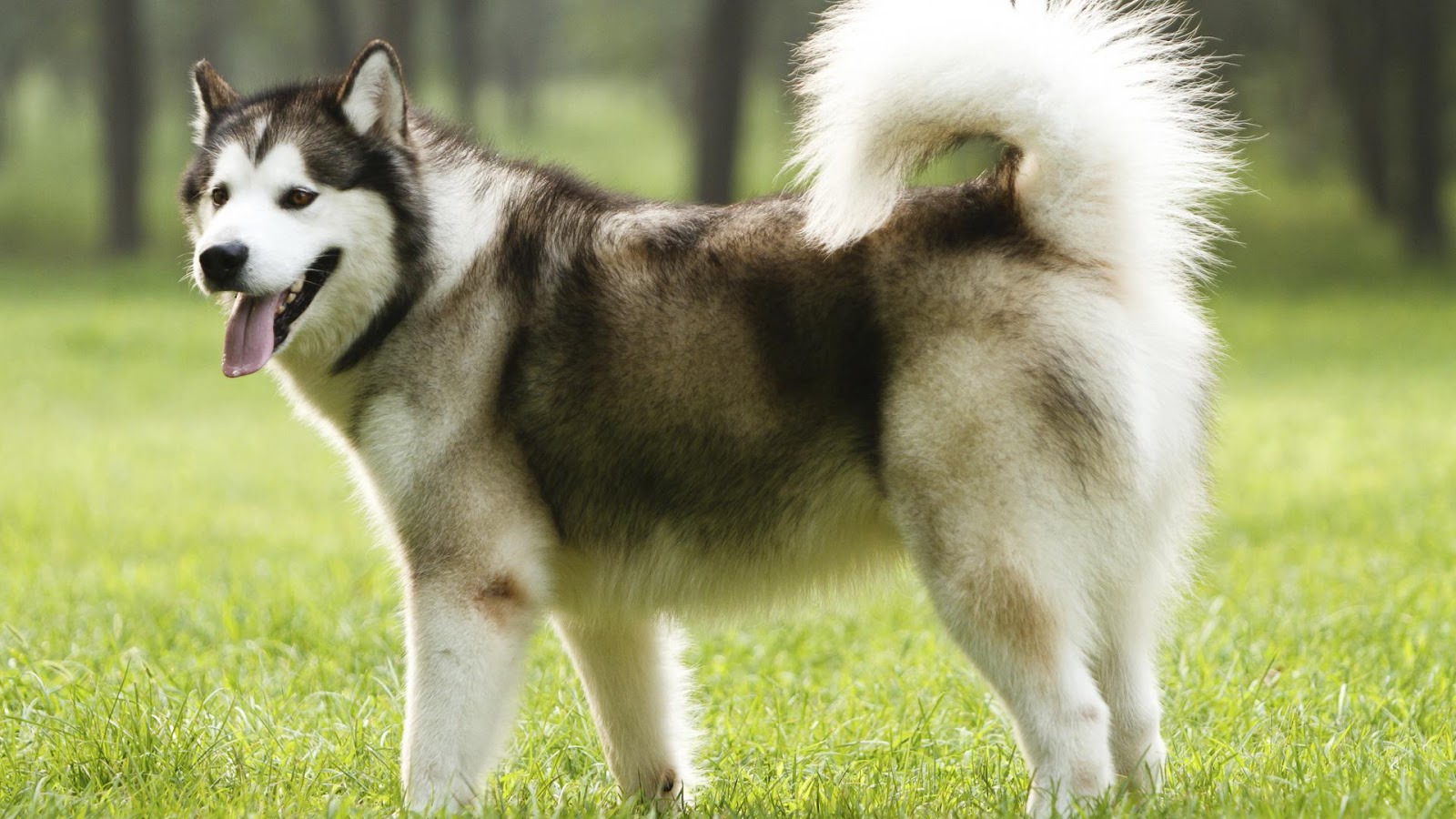 perbedaan husky dan alaskan