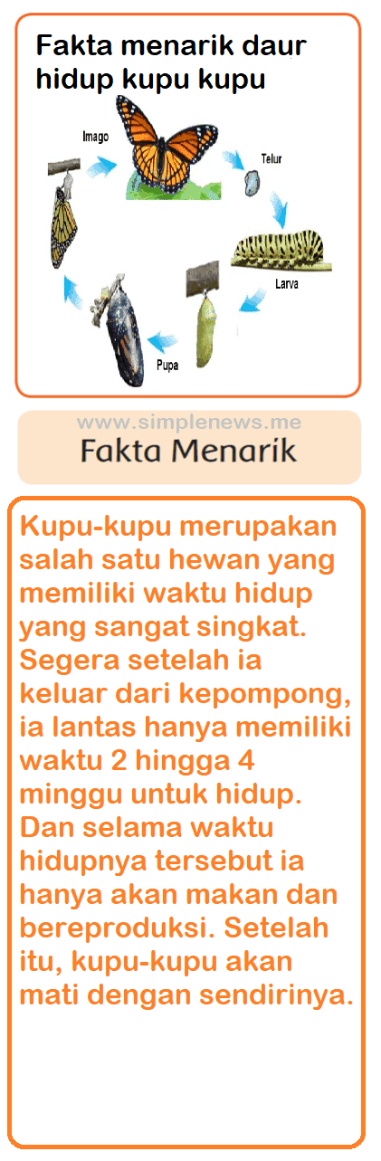 Lengkap Kunci Jawaban Kelas 5 Tema 5 Subtema 1 Pembelajaran 5 Kunci Jawaban Tematik Lengkap Terbaru Simplenews