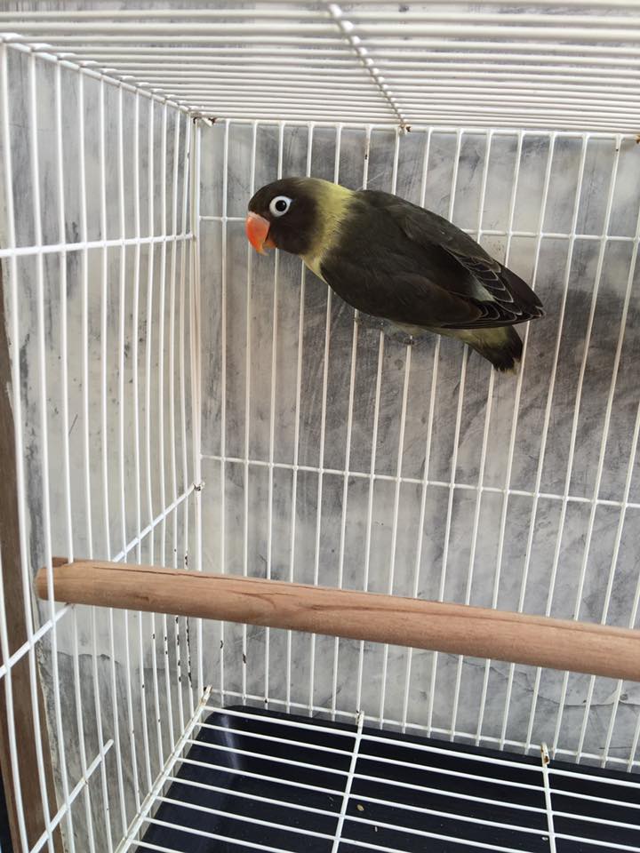 Jenis Lovebird Paling Mahal Berdasarkan Warna Peternakan Dan