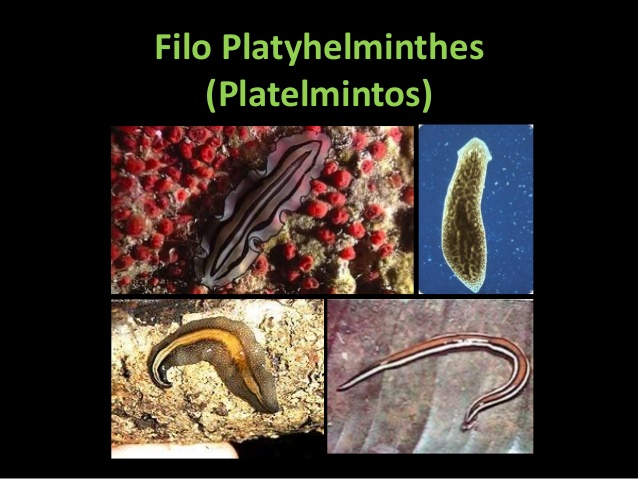 biológia Phylum Platyhelminthes)