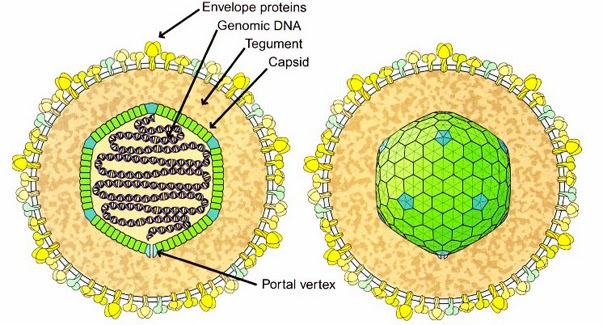 hpv virus epstein barr