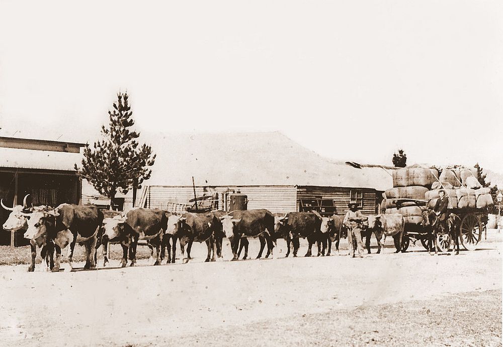 bullock team australia