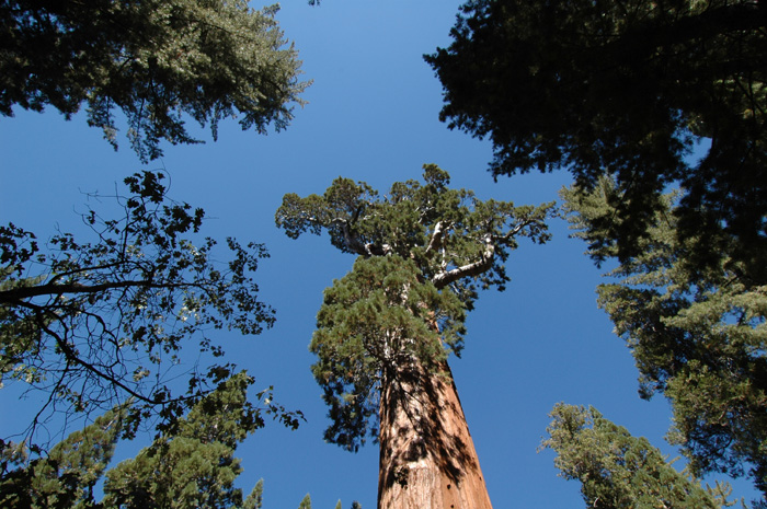 Sequoia and Kings Canyon National Park