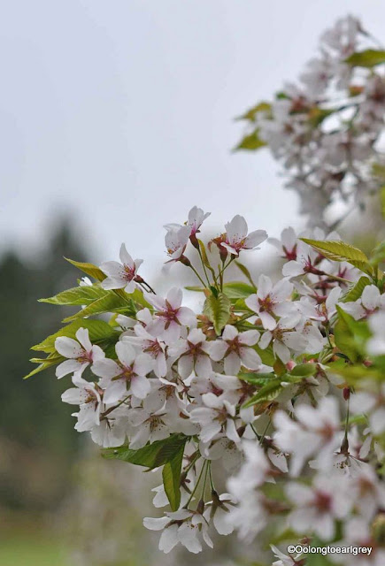 Spring blossoms, Waterperry Garden, England