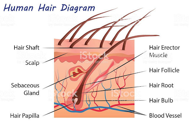 Hair Follicle Function