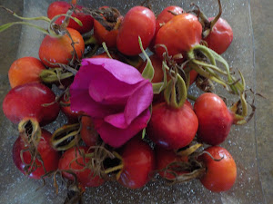 Rose Hips - click on pic