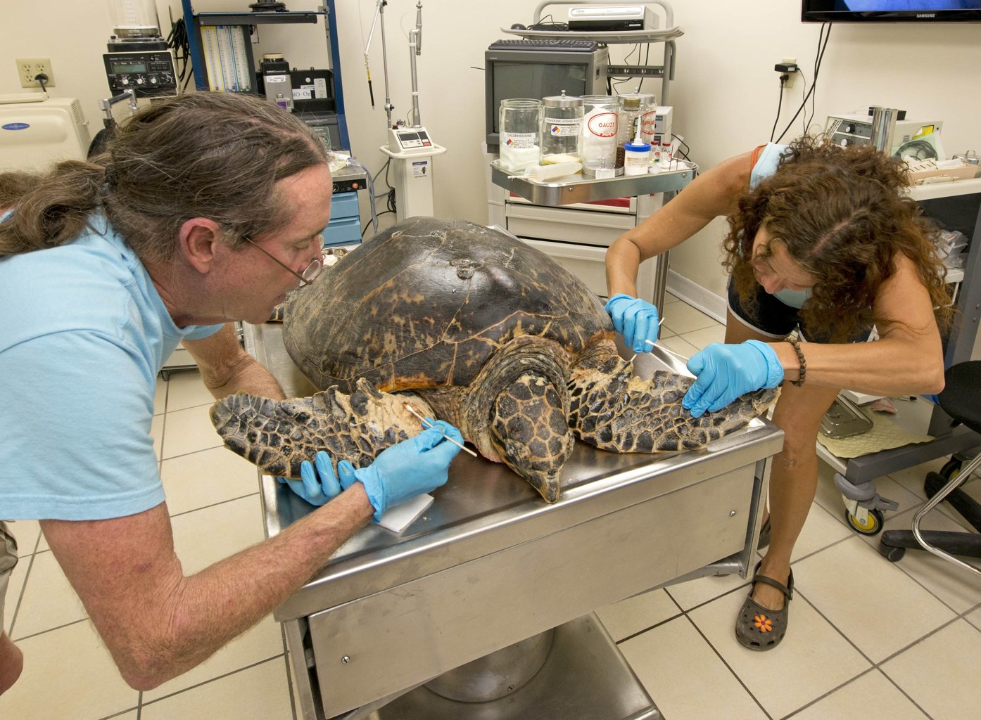 Rescued Giant Sea Turtle Released | Brimtime