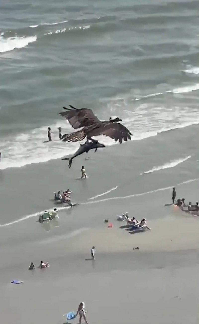 Espectacular video muestra a águila pescadora capturando un tiburón |  FLANLATE
