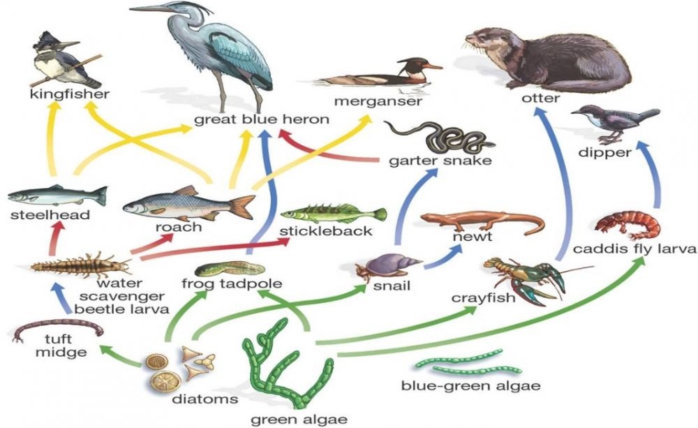 Pengertian Rantai Makanan Meliputin Jenis, Komponen, Jaring-jaring