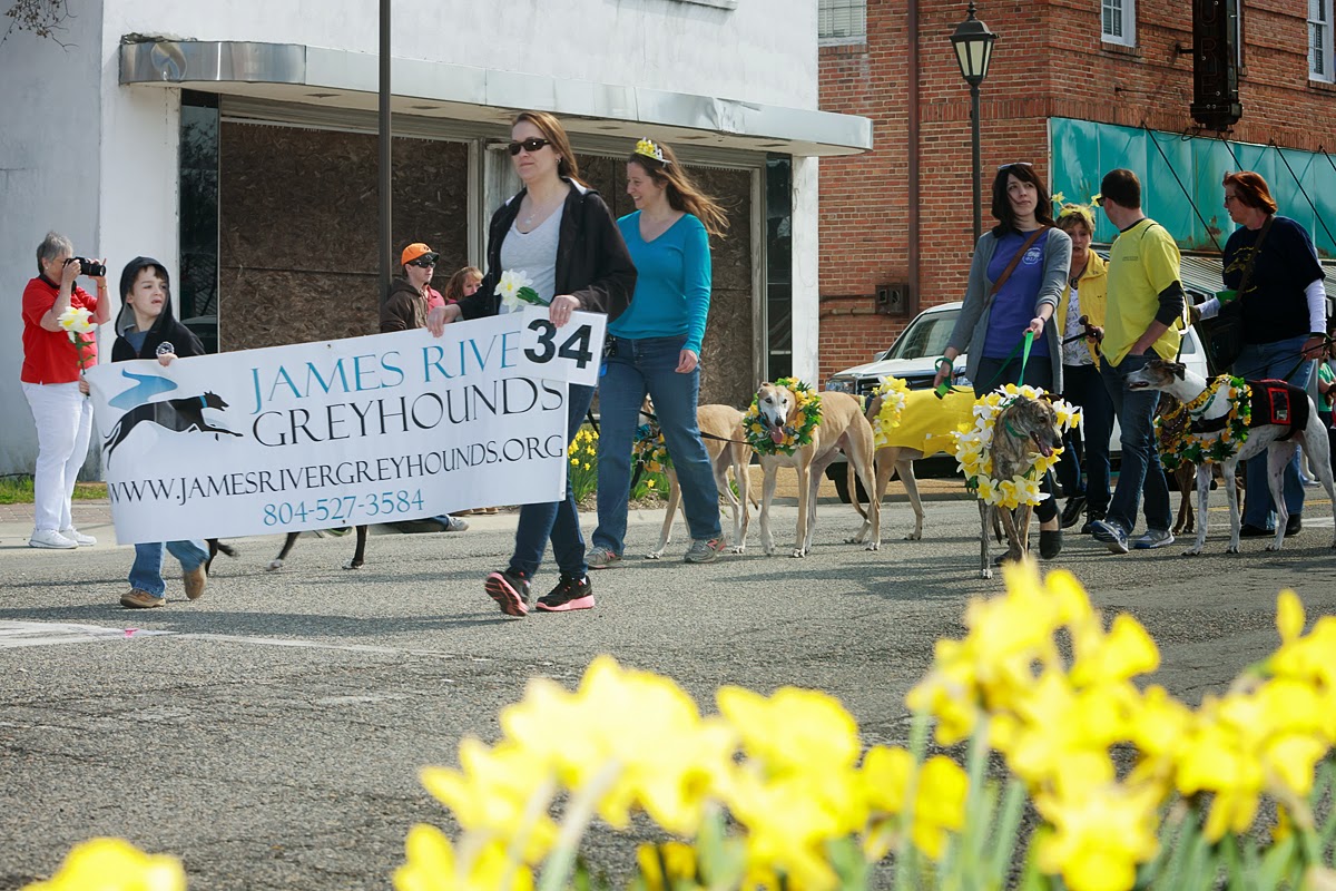 Pawstcards from Hampton Roads Daffodil Festival Parade, Gloucester, VA Pawstcards from Hampton Roads Daffodil Festival Parade, Gloucester, VA