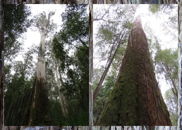 Day Trip to Mount Field National Park Near Hobart Tasmania - Tall Trees