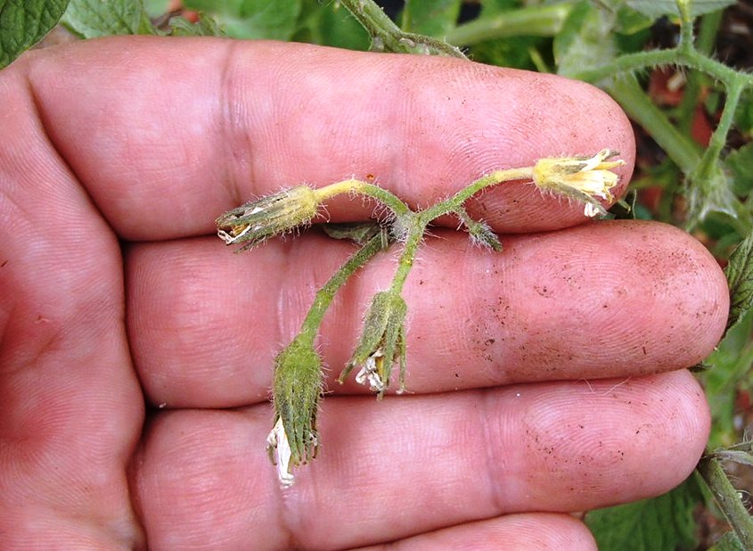 Xtremehorticulture of the Desert Tomato Plants With No Fruit. What's