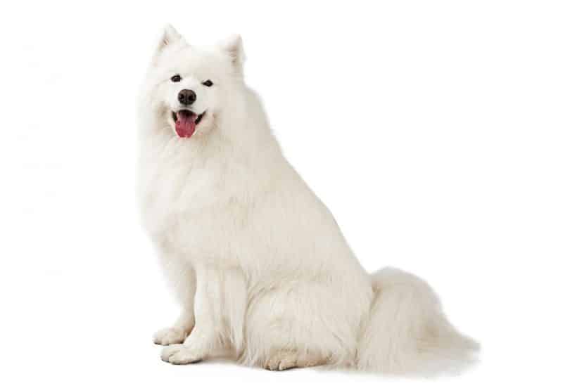 Pencinta Anjing Indonesia: Samoyed