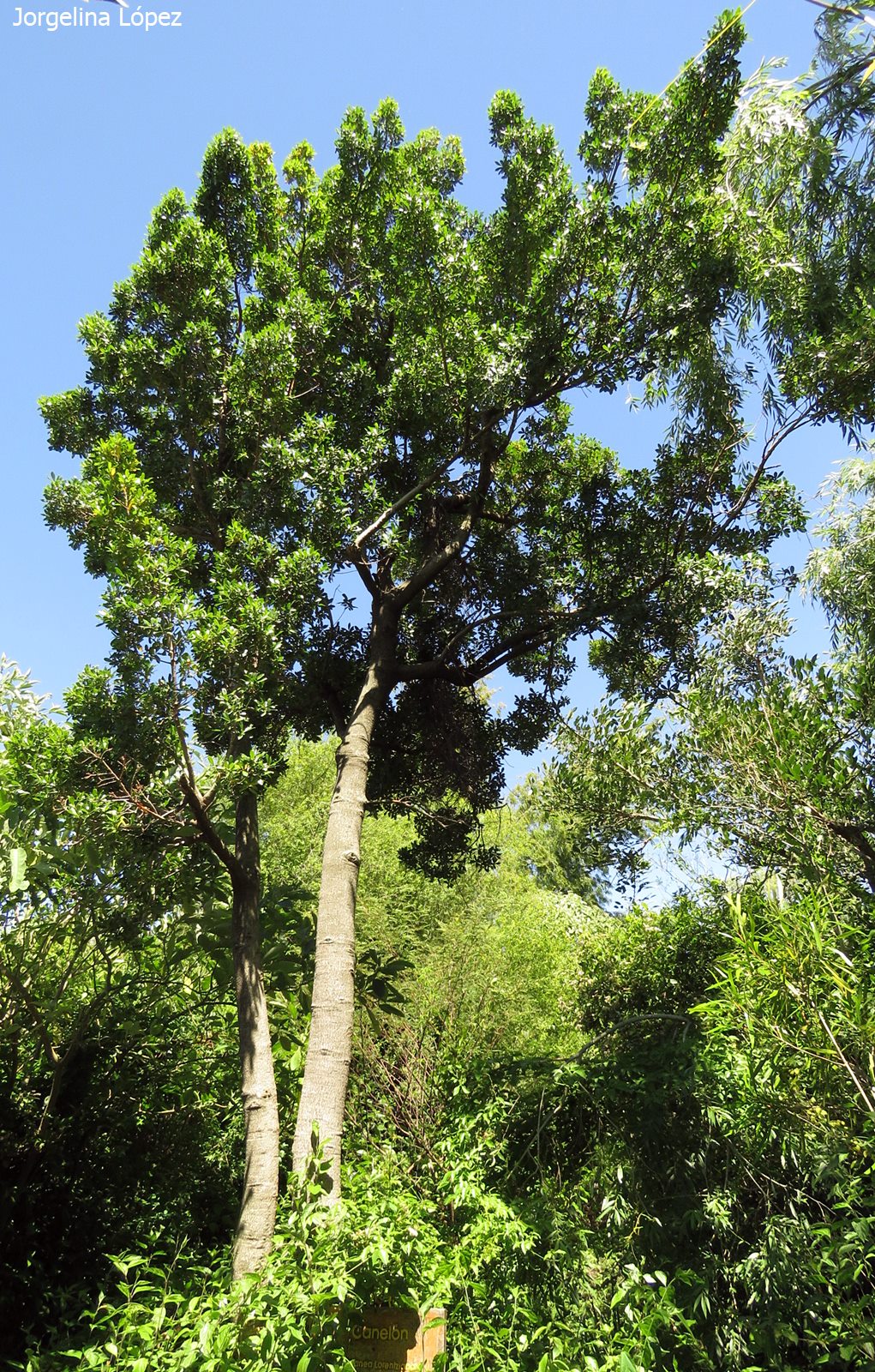 Flora Bonaerense: Canelón (Myrsine parvula)
