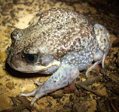 Giant Burrowing Frog (Heleioporus australiacus) Vulnerable
