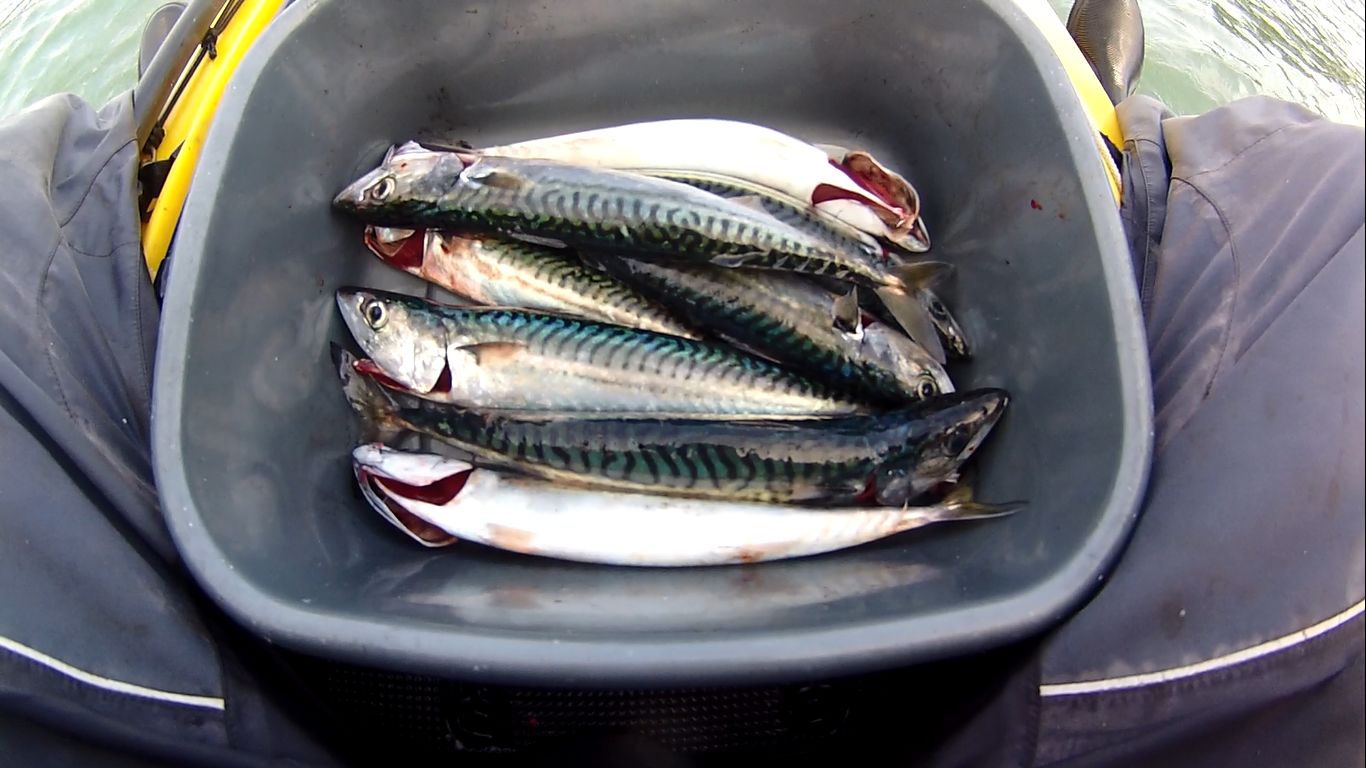 Cornish Shore and Kayak Fisherman Kayak Fishing Winter Mackerel A