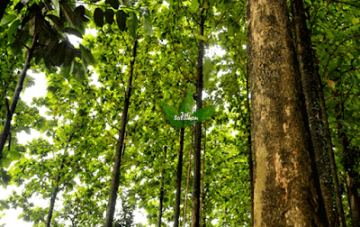 Pohon_kayu_Jati