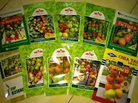 berkebun buah dan sayur, benih tomat f1, jual murah benih, lmga agro