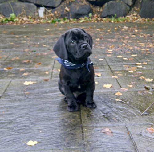 Latest Funny Pictures: Cute Black Puppies Pictures And Desktop Wallpapers