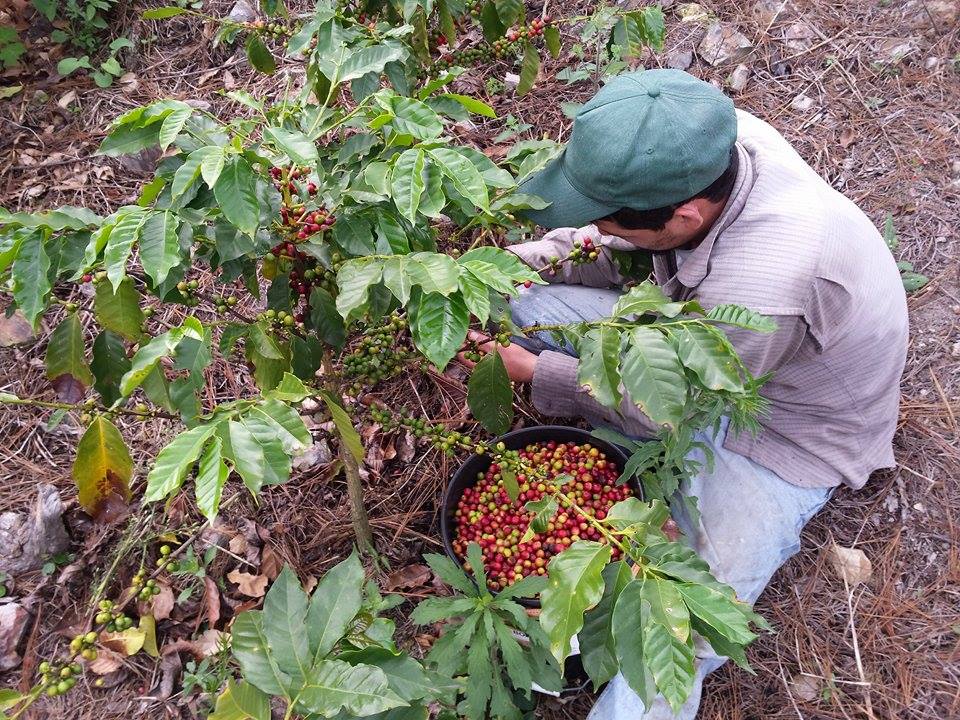 Sowers4Pastors The (Coffee) Fields are Ripe for Harvest