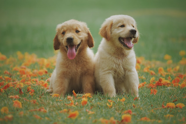 How to get rid of fleas on dogs home remedy Dog puppies sitting outdoor