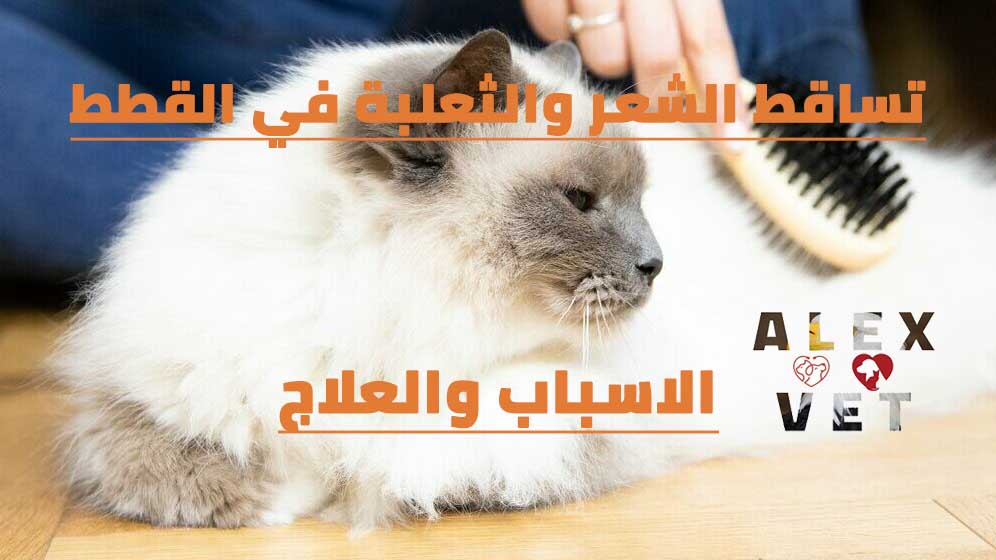 اسباب وعلاج مشاكل تساقط شعر القطط والفراغات الصلعاء في الشعر اسباب وعلاج مشاكل تساقط شعر القطط والفراغات الصلعاء في الشعر