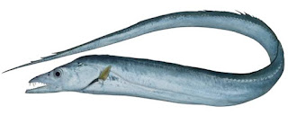 Ribbon Fish Ribbon Fish