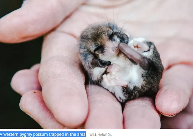 A western pygmy possum trapped in the area of proposed killing of feral cats
