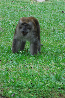 Monkeys Malaysia