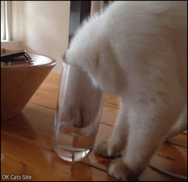 Funny Cat GIF • Cat drinks manages to drinks water in a deep drinking glass. It's hard but that's the 'Cat logic' Funny Cat GIF • Cat drinks manages to drinks water in a deep drinking glass. It's hard but that's the 'Cat logic'