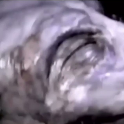 Alien recovered from a crashed UFO and videoed.