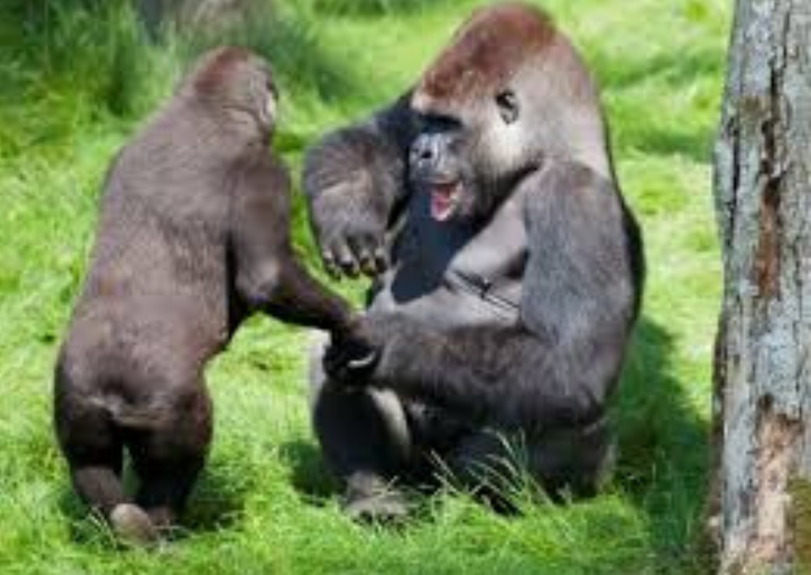 Самка гоняет самца. Горилла, самка. Обезьяны гориллы самки. Горилла, самец. Фото гориллы самца.