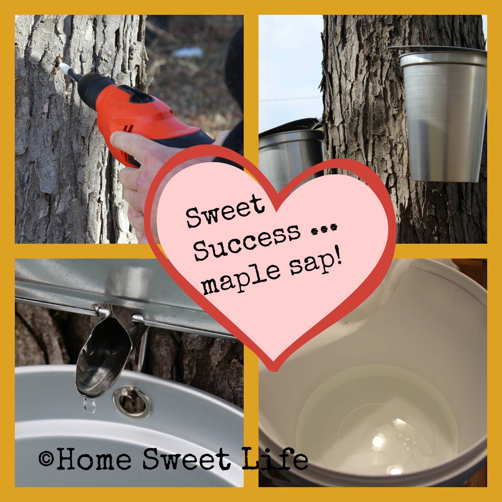Home Sweet Life: Sweet Success maple sap!