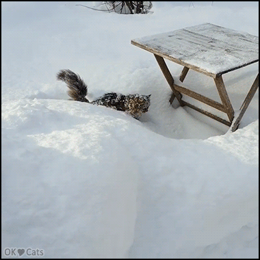 Funny Cat GIF • Ooops! Accidental snow bath. Bad idea to jump down from the table! [cat-gifs.com]