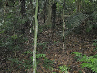 Leaf litter covered forest floor