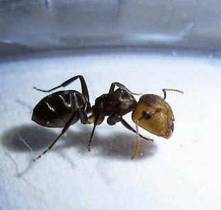 Major worker of Camponotus bedoti