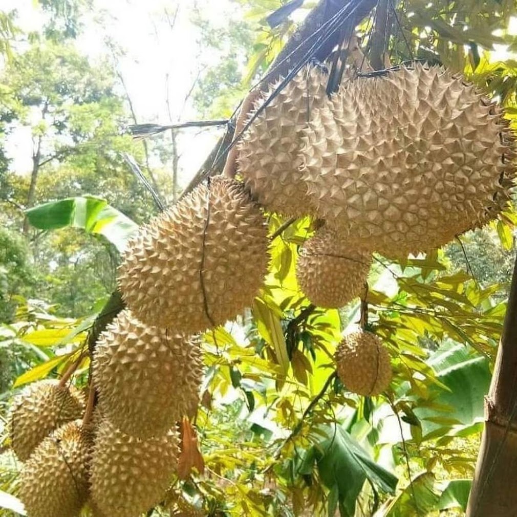 Bibit durian musangking kaki tunggal berkualitas unggul Bekasi