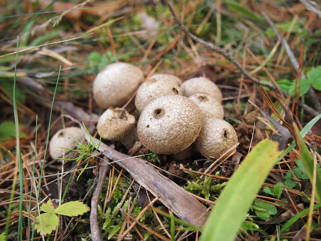 Puff ball mushrooms in Lithuania