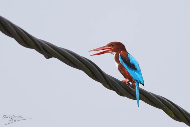 White-throated Kingfisher - on electric wire