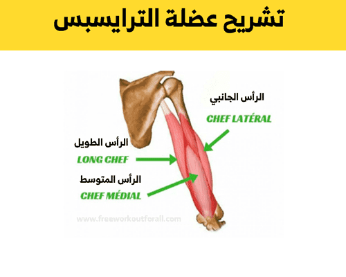 تشريح عضلة الترايسبس