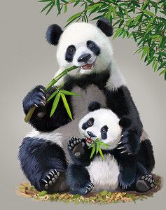 Gambar Panda Keren