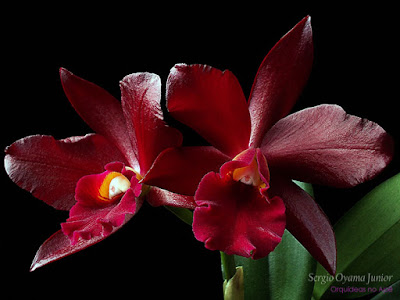 Orquídea Sophrolaeliocattleya Tutankamen 'Pop'