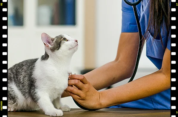 Choose a veterinarian for your cat sensibly