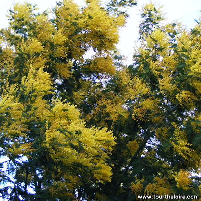 Silver Wattle Acacia dealbata in a garden.  Indre et Loire, France. Photographed by Susan Walter. Tour the Loire Valley with a classic car and a private guide.